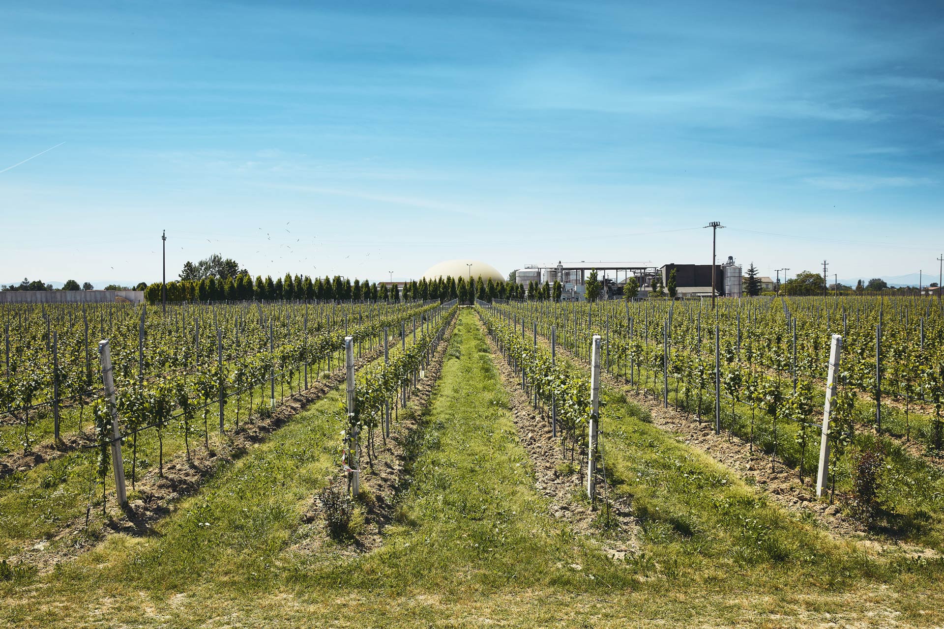 Viticoltura Azienda Agricola Benfenati Zagonara, Lugo, Ravenna